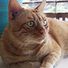 Mis Gatos