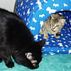 Mis Gatos